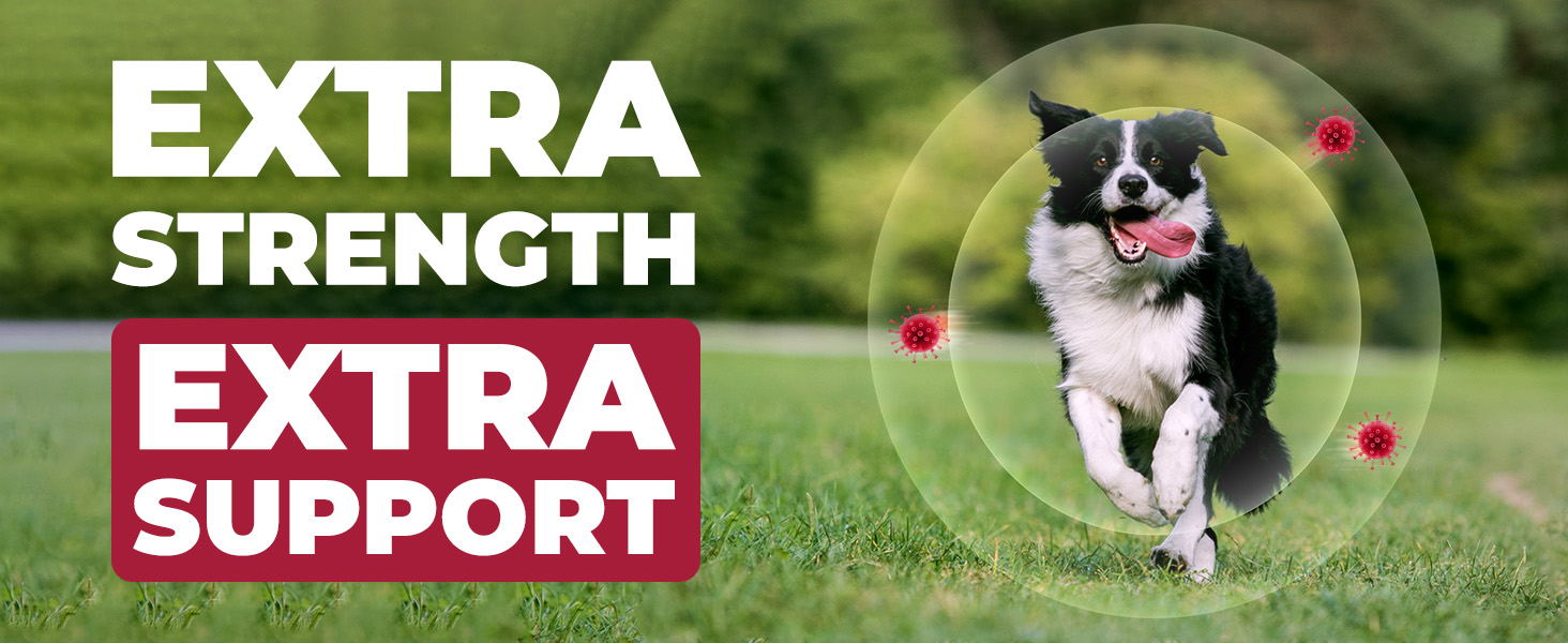 dog UTI treatment, urinary tract support, uti medicine for dogs, urinary tract infection treatment