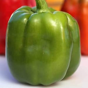 Emerald Giant Sweet Bell Pepper Seeds