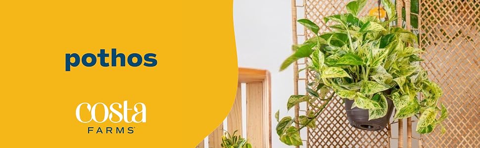 potho pothos plants live plants