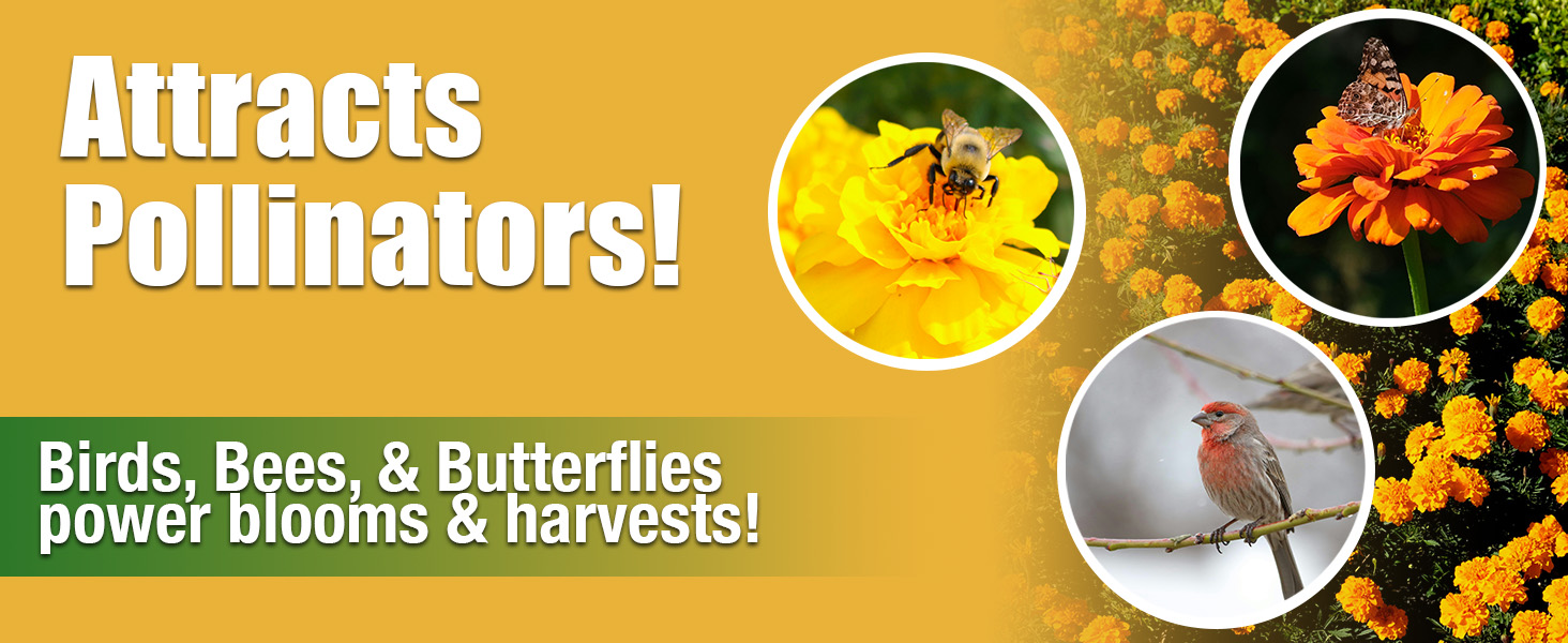 attracts pollinators