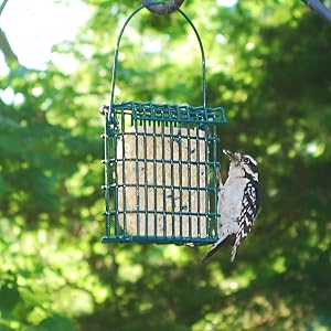 Woodpecker Eating Suet Cake from Suet Feeder