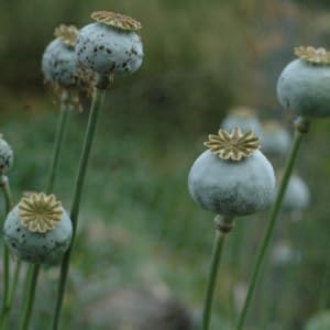 Harvest poppy pods