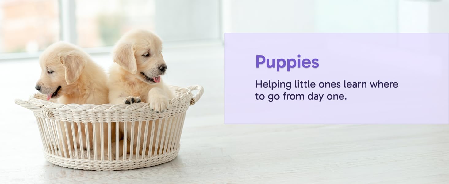 Puppies