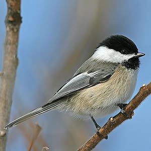 Chickadees