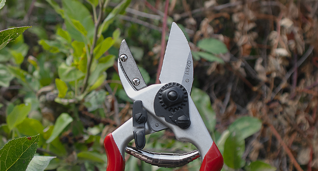 QZ431 Anvil Pruner