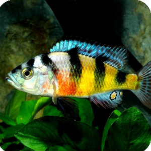 fritz, cichlid, african, victoria