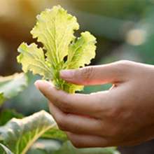 High-Quality Ingredients, Sourced with Care