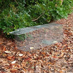 Step 1: Place Bait at Back of the Trap