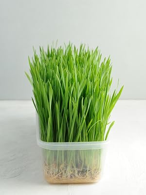 Wheatgrass in a container sprouted from wheat berries by food to live