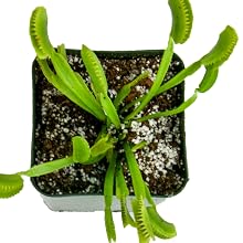 fly trap