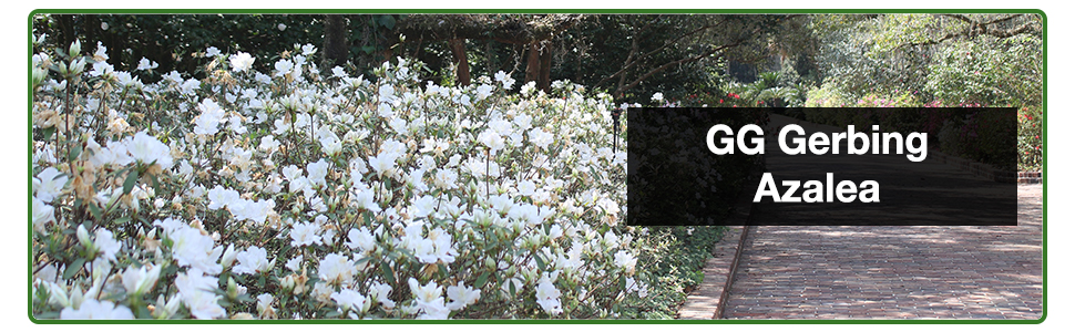 GG Gerbing White flowering Azalea evergreen shrub year round interest blooming hedge