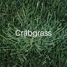 Crabgrass Killer, Agralawn kills crabgrass