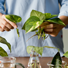 pothos
