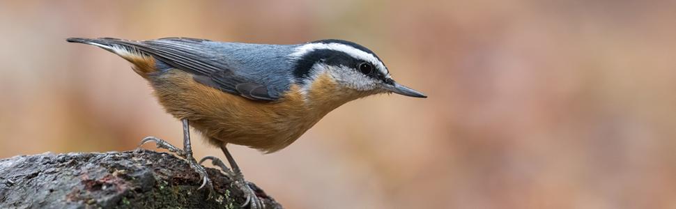 lyric, bird seed, bird food, wild bird seed, peanut pieces, peanuts for birds, peanuts, bird peanuts