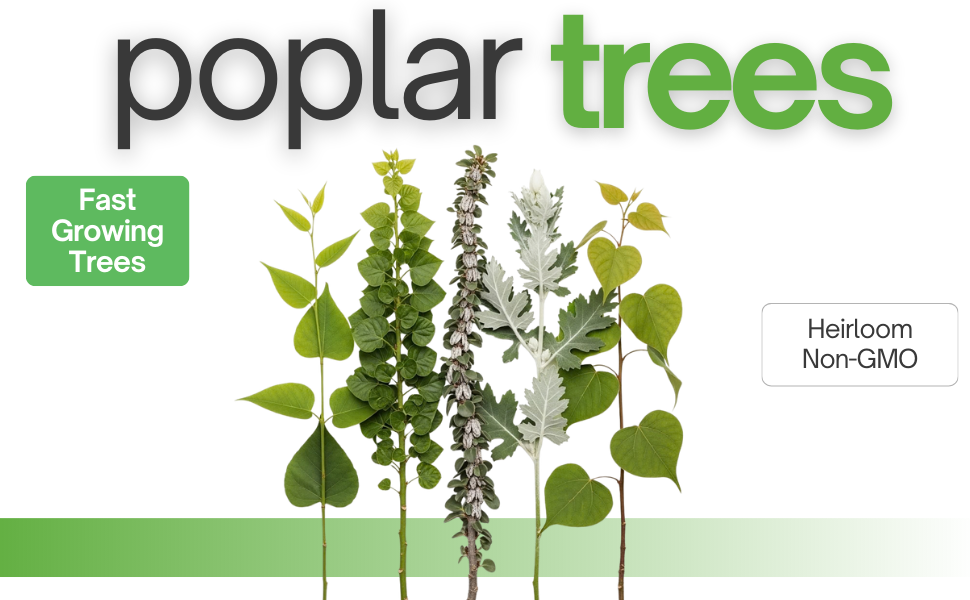 poplar tree seedlings