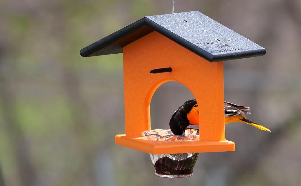 Baltimore Oriole Feeding at Single Cup Oriole Feeder