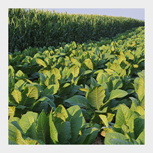 Hmates can be beneficial on crops