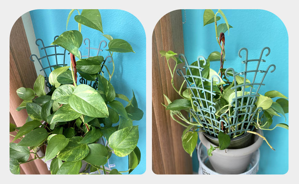 indoor plant trellis for climbing plants