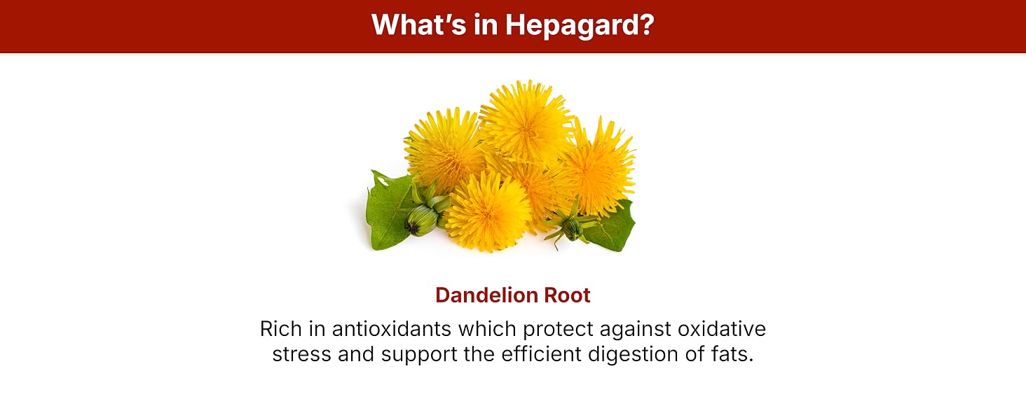 Dandelion Root