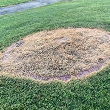 Weed Killer After image