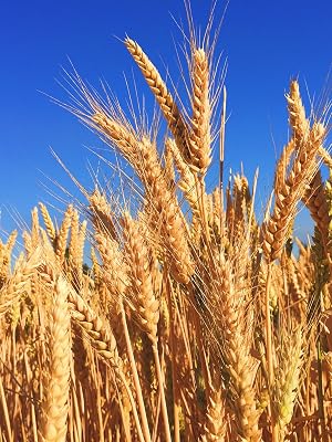 Organic-robust-barley-seed organic-barley barley-seed seed seed-for-planting ancient-grain grain