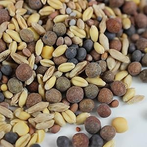 garden cover crop seeds against a white background
