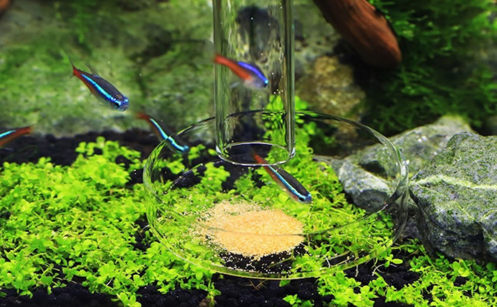 feeding