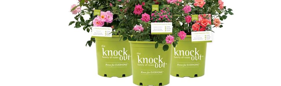 Knock Out
