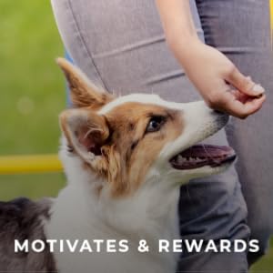 motivattion treats training tricky trainers small protein treat crunchy cheddar cheese liver salmon