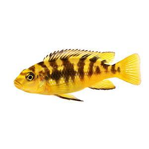 aplus content image