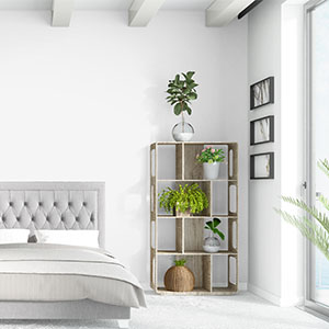 Dracaena, house plant, live plant, real plant, monstera, snake plant