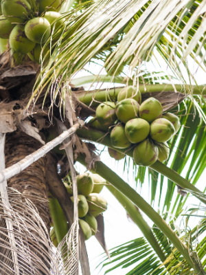 coconut groves