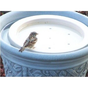 Turns into water feature for birds