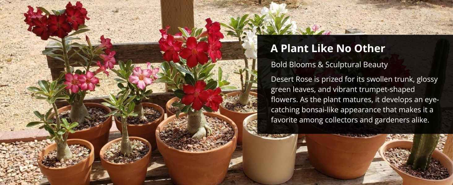Grow a One-of-a-Kind Tropical Beauty