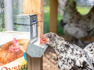calcium carbonate crushed oyster shells for chickens calcium for chickens oyster shell