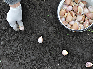 Hand of Person Placing Bulbs into Soil