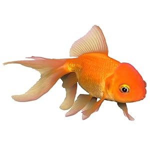 Goldfish