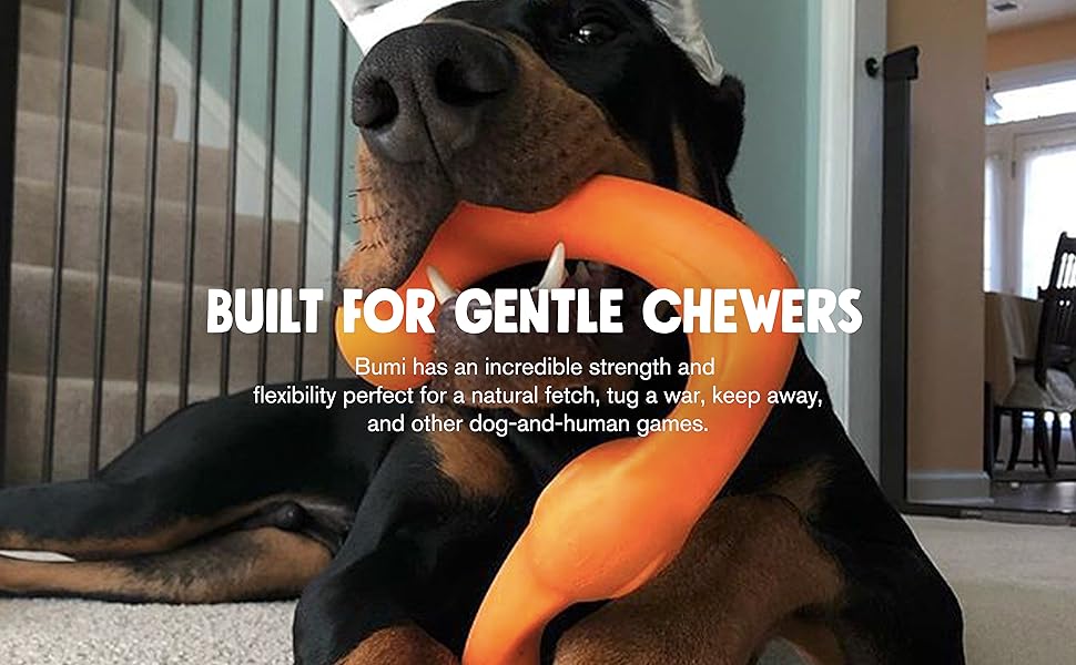 Bumi Built for Gentle Chewers