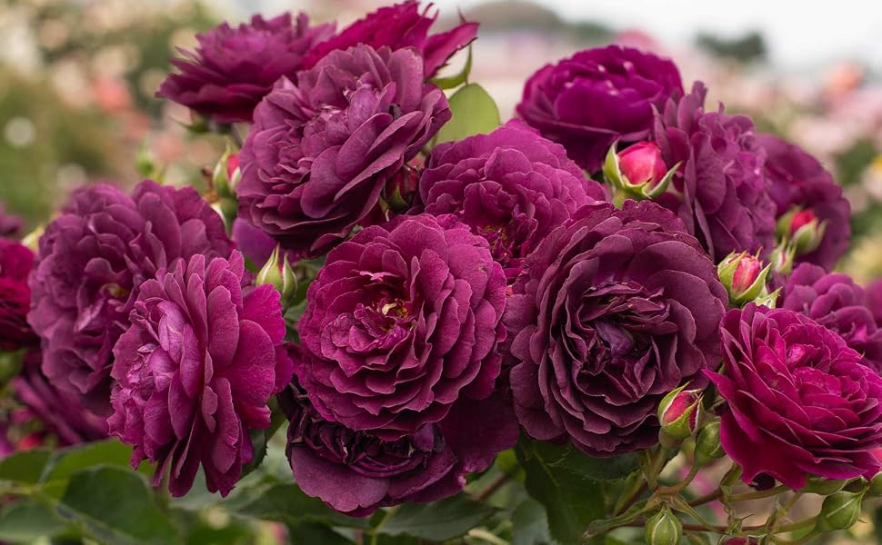 ebb tide rose
