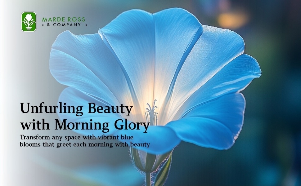 Morning Glory Heavenly blue seeds