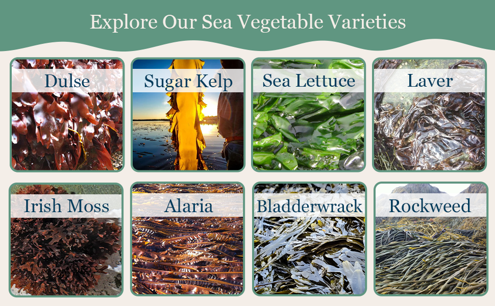 Maine Coast Sea Vegetables