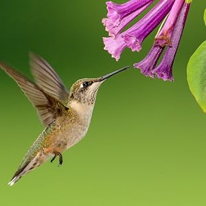 Brown and green hummingbird feeds from tubular purple flowers.