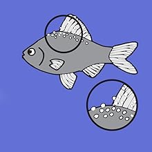 Ich white spot fish diseasse