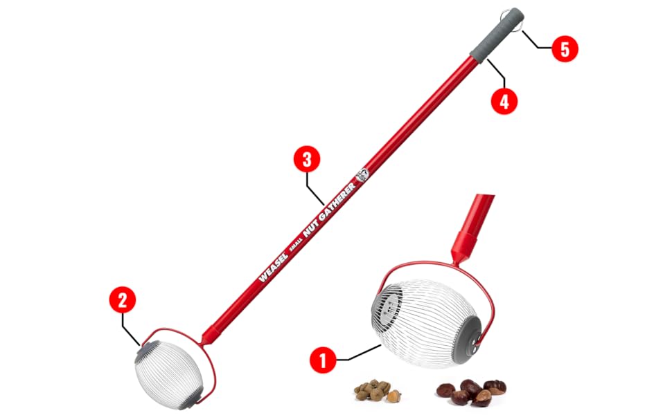 Nut Gatherer - Small Feature Call Out