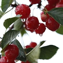 Cherries 33
