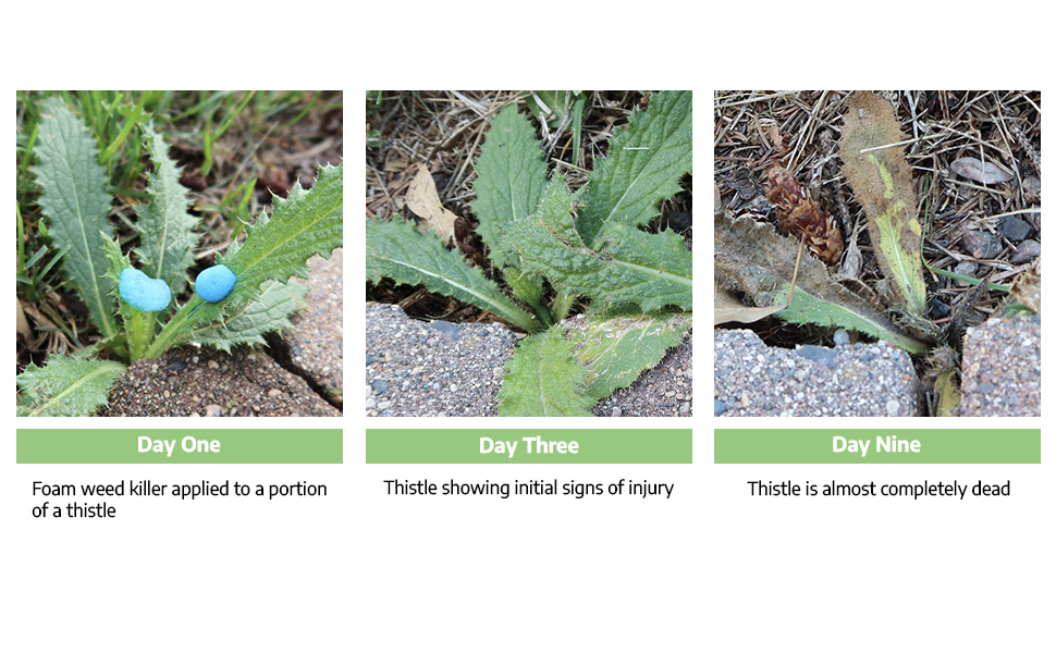 Green Shoots Foam Herbicide Applied to Thistle Time Lapse