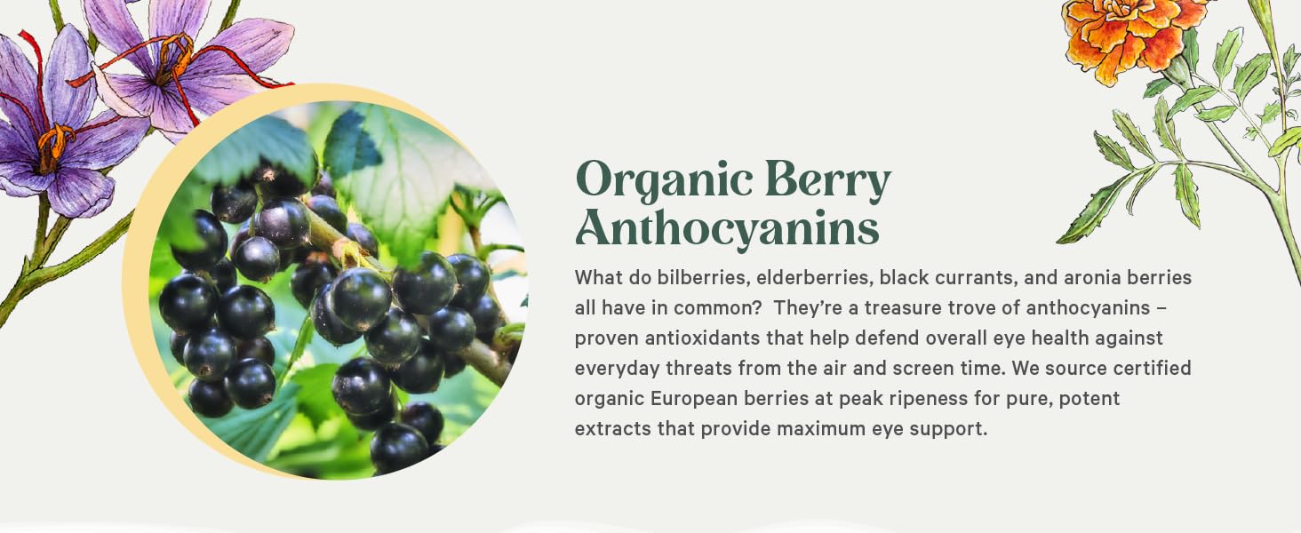 bilberries, elderberries, black currants, and aronia berries help defend overall eye health