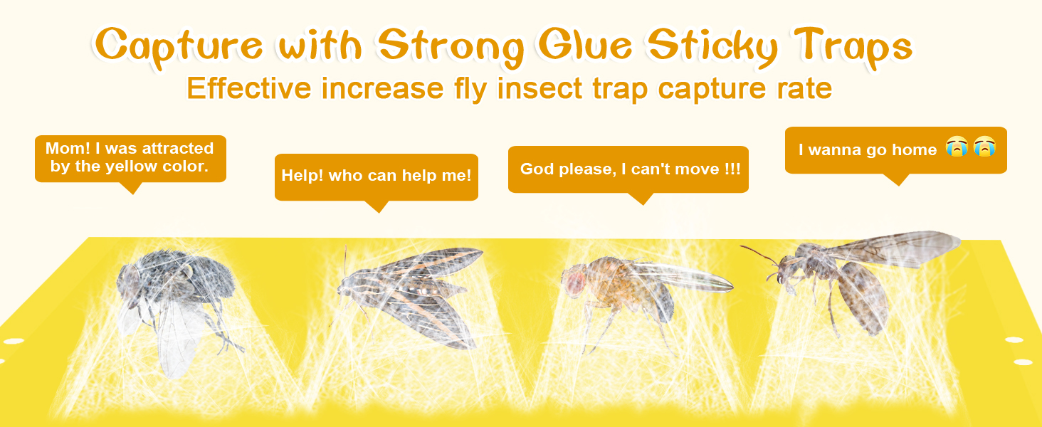 yellow sticky traps for plant gnats