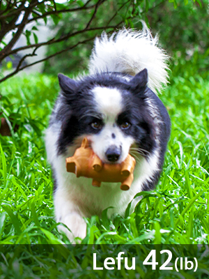 Pig Dog Toys for Medium Dogs