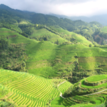 Green Fields, natural, growth, herbs